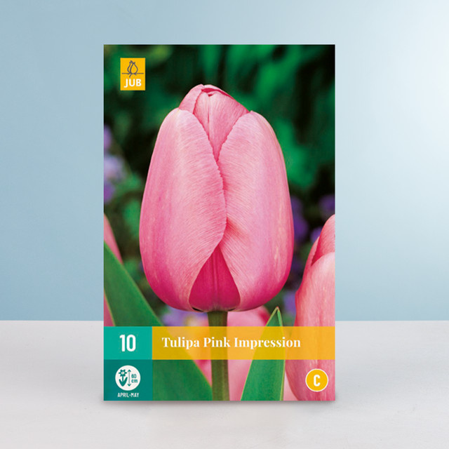 Darwin-Hybrid-Tulpe Pink Impression von BLUME2000 mit 10 Zwiebeln - Bild 1
