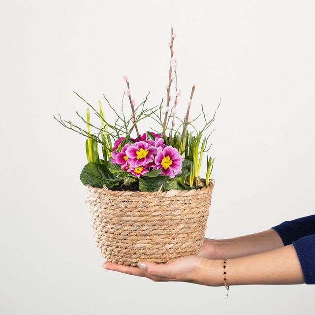 BLUME2000 Pflanzschale Frühlingswunder in Mehrfarbig und Hellrosa für den Outdoorbereich - Bild 1