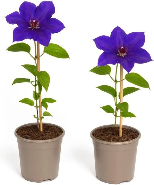 Exotenherz Clematis The President Kletterpflanze 2er Set, lila, im 11 cm Topf - Bild 1
