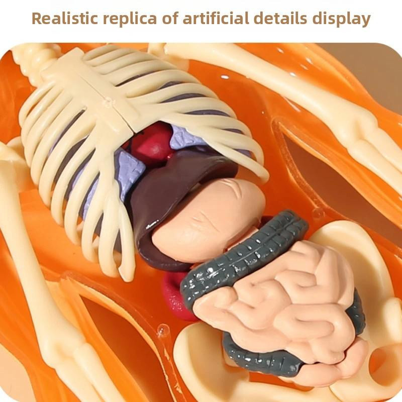 UYAOZHISHANG 3D menschlicher Körper Torso Anatomie Skelett Simulation Organ & Knochen orange - Bild 2