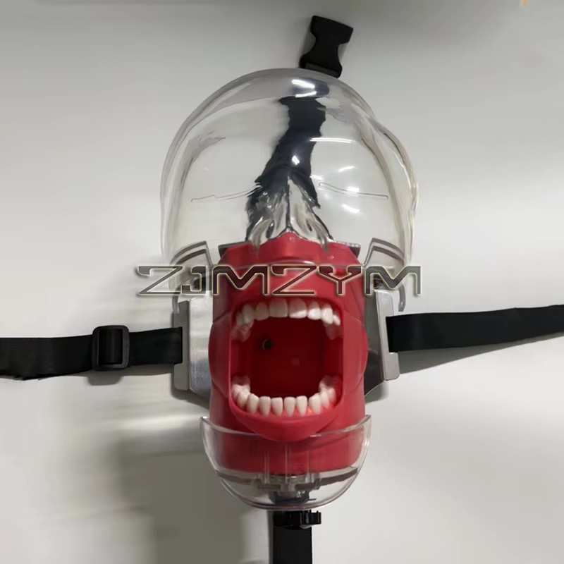 ZJMZYM Dental-Simulator, Kopfmodell mit Zähnen, Trainingsmodell, 1 Stück - Bild 2