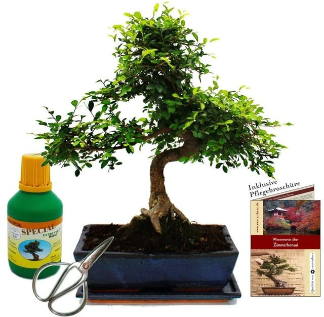 Exotenherz Bonsai Ulmus Parviflora in grüner Keramikschale mit Dünger und Schere, 12-15 Jahre alt - Bild 1