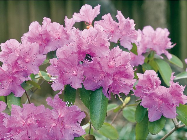 GROW by OBI Rhododendron Alpenrose P.J. Mezitt Lila, Höhe: 30 - 40 cm, Topf-Durchmesser: 4 cm - Bild 1