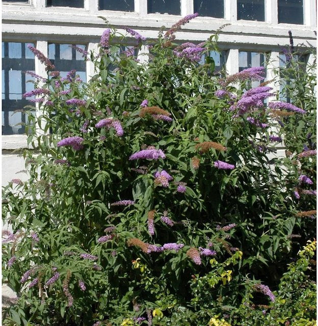 Buddleja Sommerflieder Berries and Cream in Weiß, Lila und Creme, Höhe: 40-60 cm - Bild 1