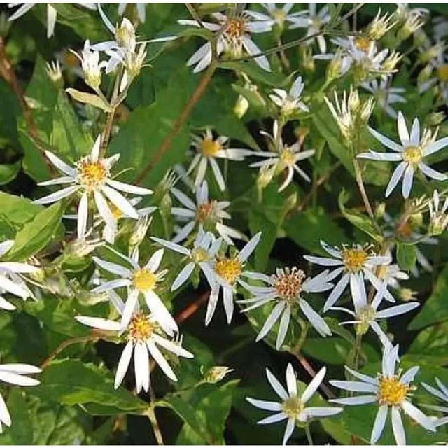 Waldaster Aster divaricatus als mehrjährige Zierpflanze für den Garten von Nr-01.de - Bild 1