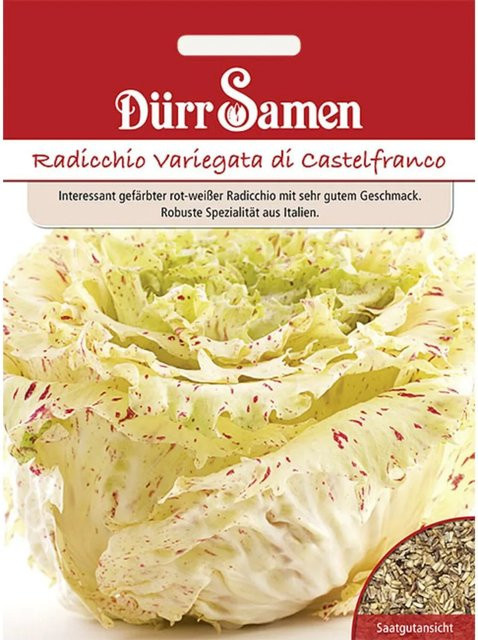 Dürr Radicchio Variegata Di Castelfranco Saatgut - Bild 1