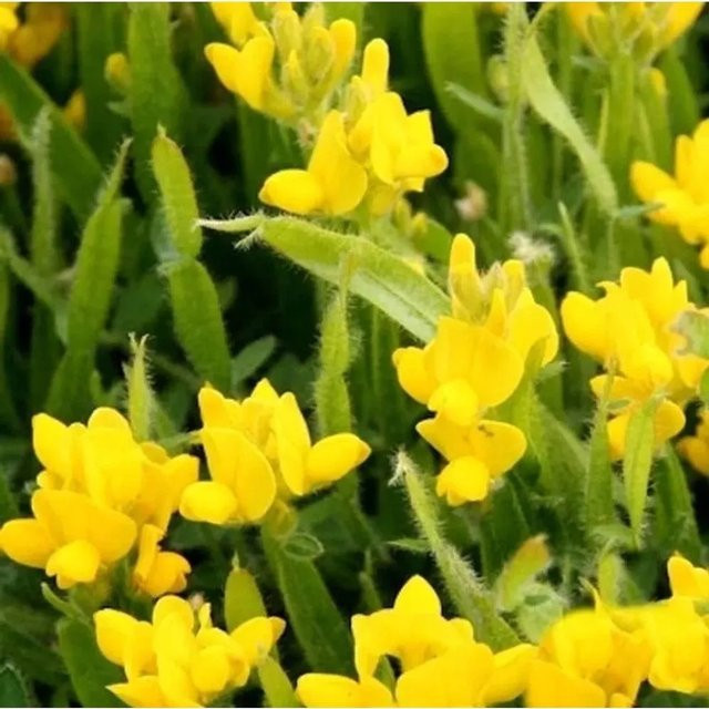 Genista sagittalis Pfeilginster goldgelber Zwergstrauch für deinen Garten - Bild 1