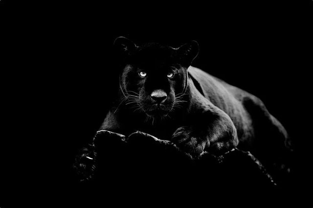 Art Universe Glasbild Panther Modern Schwarz B: 80 cm, H: 120 cm - Bild 1