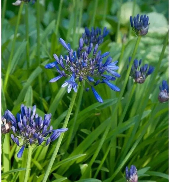 Agapanthus Schmucklilie Navy Blue als mehrjährige Gartenpflanze von Nr-01.de - Bild 1