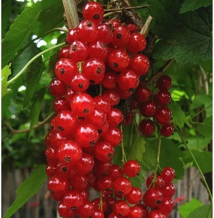 Rote Johannisbeere Jonkheer van Tets Ribes rubrum Beerenstrauch in Rot, Höhe: 60-80 cm