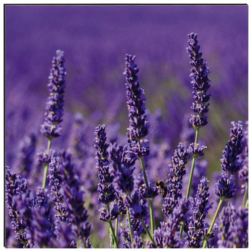 mySPOTTI Küchenrückwand Lavendel aus Aluverbund, Farbe: Purple, Breite: 220 cm, Höhe: 60 cm - Bild 1