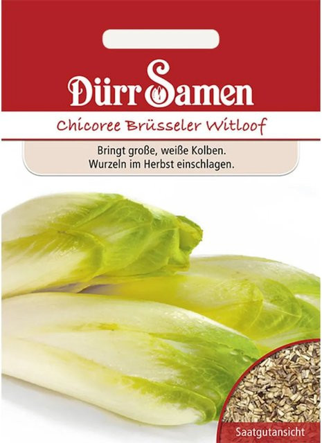 Dürr Chicoree Brüsseler Witloof Saatgut für Gemüse - Bild 1