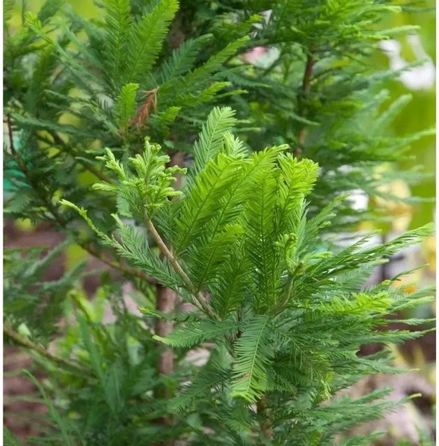 Hochstamm Zwerg Sumpfzypresse Taxodium distichum in Grün, Höhe: 80-100 cm - Bild 1