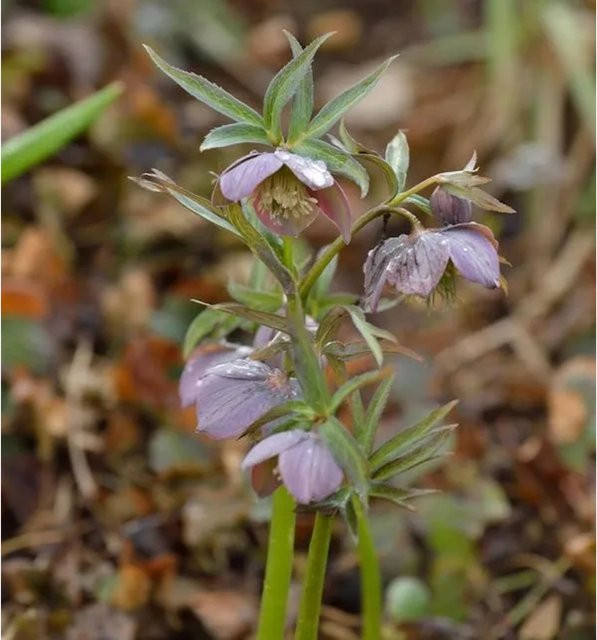 Purpur Lenzrose Helleborus purpurascens in Lila von Nr-01.de - Bild 1