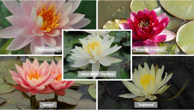 GROW by OBI Seerosen Set Nymphaea für den Gartenteich, pflegeleicht, Topf Höhe: 11 cm - Bild 1