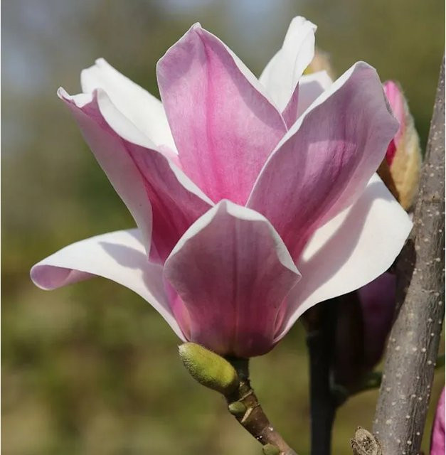 Magnolia Satisfaction Hochstamm Großblütige Säulenmagnolie in Weiß, Rosa und Lila, Höhe: 100-125 cm - Bild 1