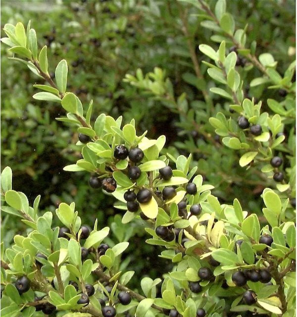 Japan Stechpalme Ilex crenata als grüne Heckenpflanze und Strauch, Höhe: 50-60 cm - Bild 1
