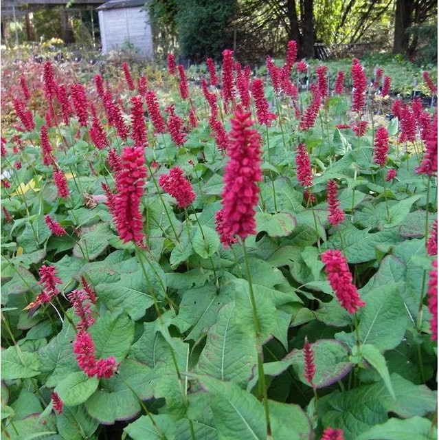 Kerzenknöterich Inverleith Persicaria amplexicaulis als mehrjährige Gartenpflanze von Nr-01.de - Bild 1