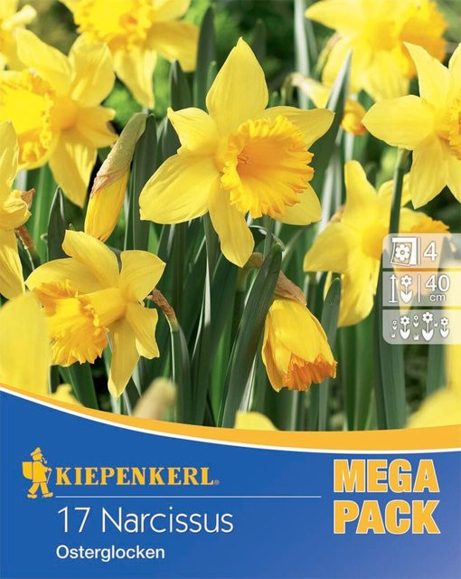 Kiepenkerl Osterglocken Blumenzwiebeln Gelb, 17 Stück - Bild 1