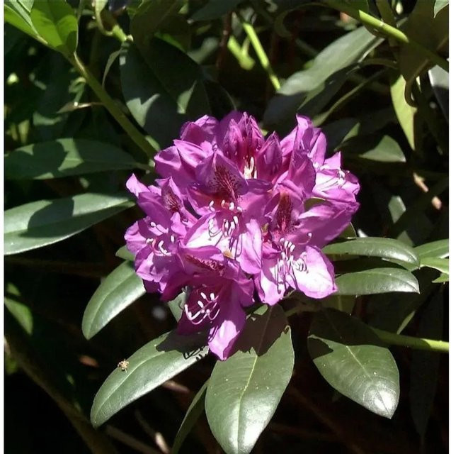 Großblumiger Rhododendron Blue Print Alpenrose in Blau und Violett von Die Nr-01.de - Bild 1
