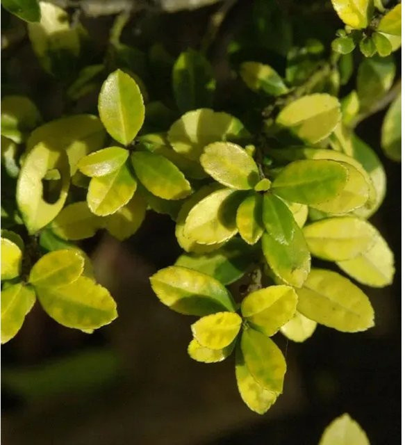 Gelbe Bergilex Stechpalme Ilex crenata als Hochstamm Heckenpflanze für deinen Garten, Höhe: 40-60 cm - Bild 1