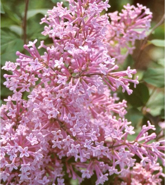 Arborix Zwergflieder Josée Syringa in Pink, nachblühend, im Container, Höhe: 40 bis 60 cm - Bild 1
