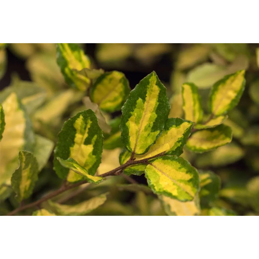 Elaeagnus Pungens Maculata Silberbeere Gelb-Grün, dekorativer Strauch für den Außenbereich, Höhe: 40–60 cm - Bild 2