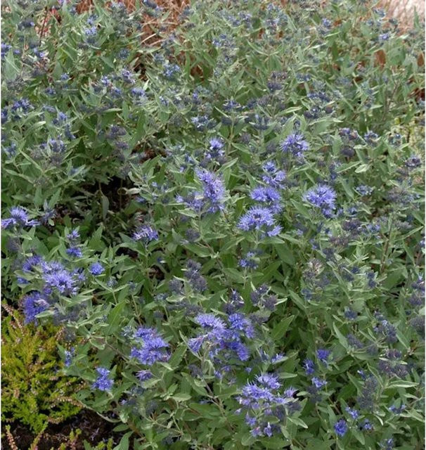 Caryopteris clandonensis Bartblume Kew Blue Zierstrauch in Blau - Bild 1