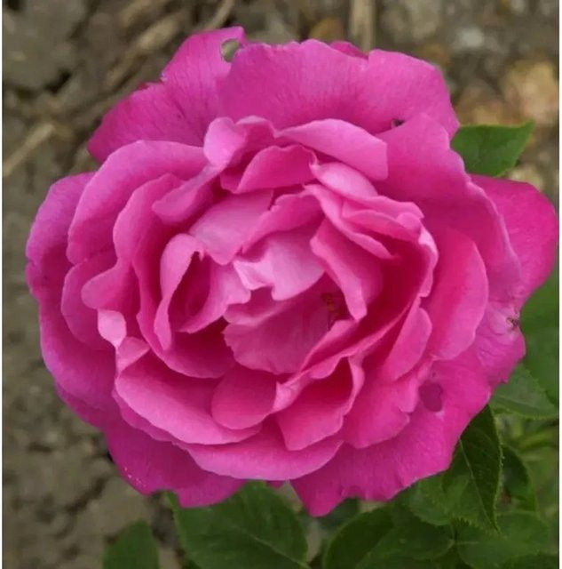 Historische Rose Ulrich Brunner Fils in Rosa als Solitärpflanze und Schnittblume - Bild 1