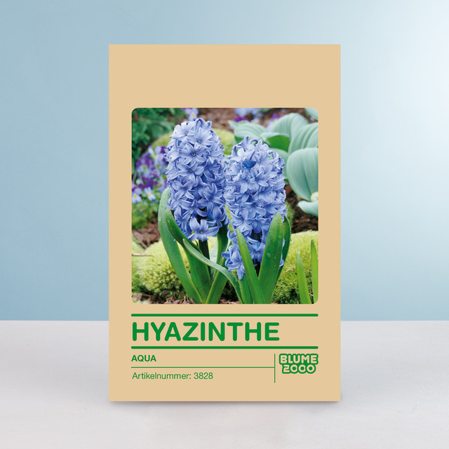 Hyazinthenzwiebeln Aqua von BLUME2000, 5 Stück - Bild 1