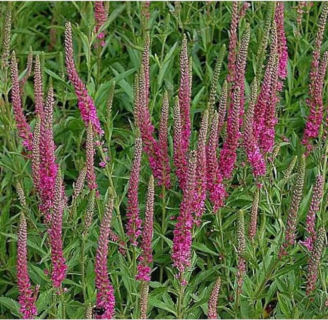 Polsterveronika Rotfuchs Veronica spicata als mehrjährige Bodendecker-Pflanze in Blau - Bild 1