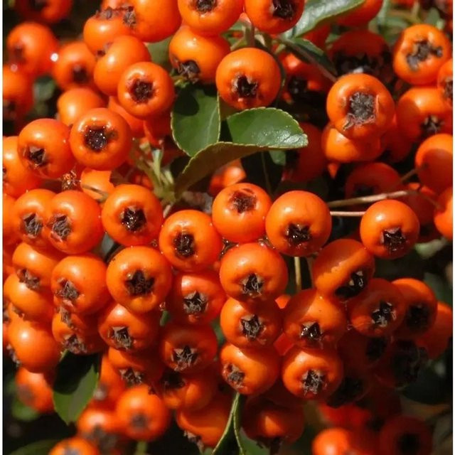 Feuerdorn Pyracantha Orange Charmer als Zierstrauch für den Außenbereich - Bild 1