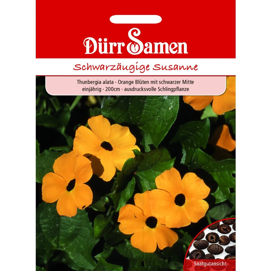 Dürr Samen Schwarzäugige Susanne Orange mit schwarzer Mitte Saatgut für Kletterpflanzen - Bild 2