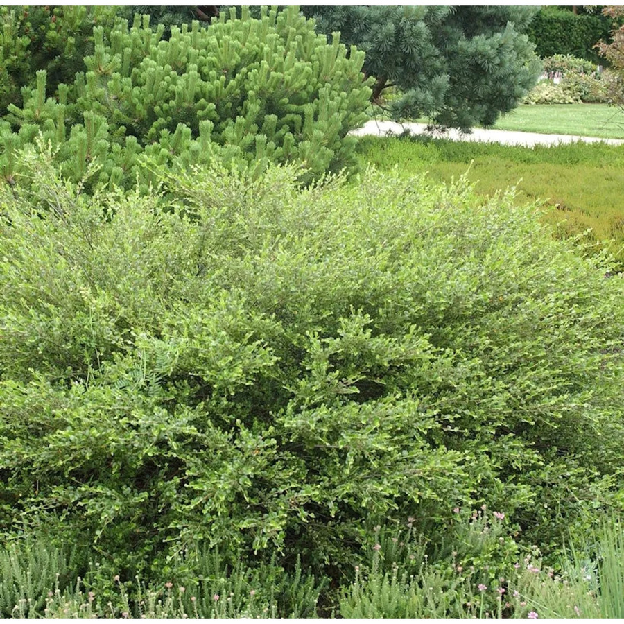 Betula nana Polarbirke Zwergbirke grün, Höhe: 40-60 cm - Bild 1