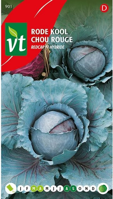 Rotkohl Redcap F1-Hybride Samen von arborix, reich an Vitamin C, 0,3 g - Bild 1