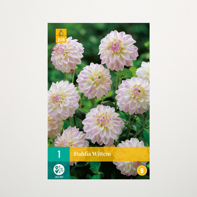 Zwerg-Dahlie Wittem Knolle von BLUME2000 - Bild 1
