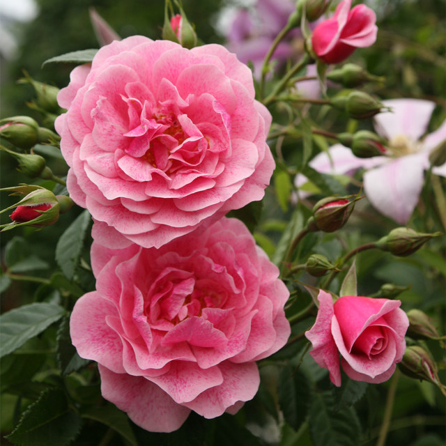 Kletterrose Camelot von Tantau in Rosa, wurzelnackt - Bild 1