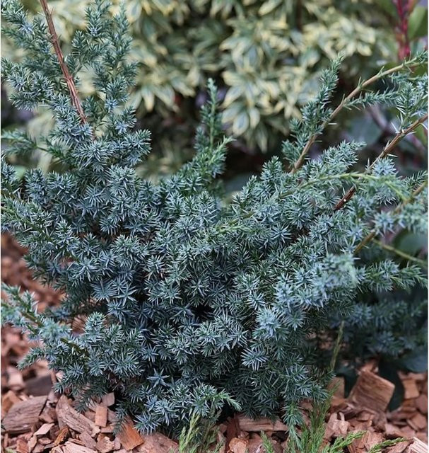 Strauchwacholder Blue Alps Juniperus chinensis in Blau, Höhe: 80-100 cm - Bild 1