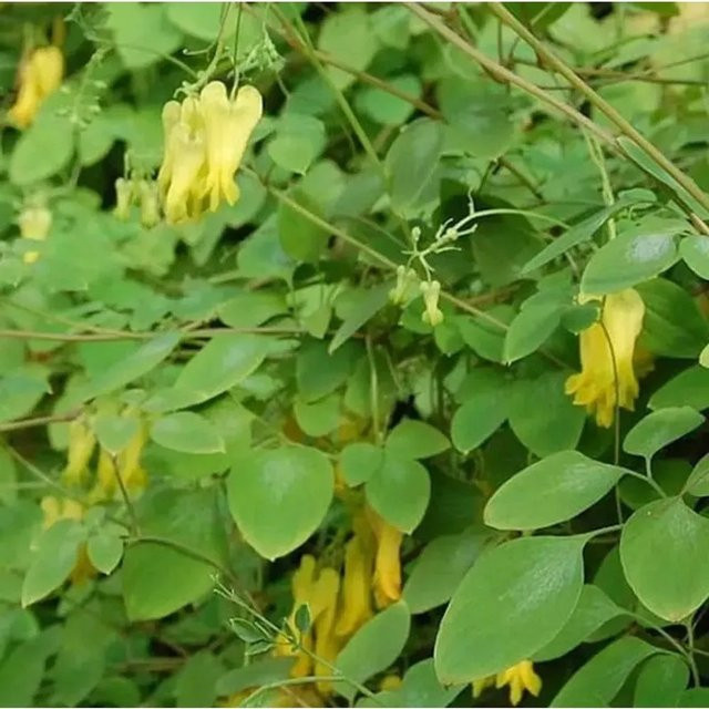 Gelbe kletternde Herzblume Dicentra scandens als winterharte Staude für den Garten - Bild 1