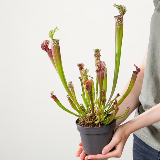 Sarracenia Schlauchpflanze von BLUME2000 für einen sonnigen Standort - Bild 1