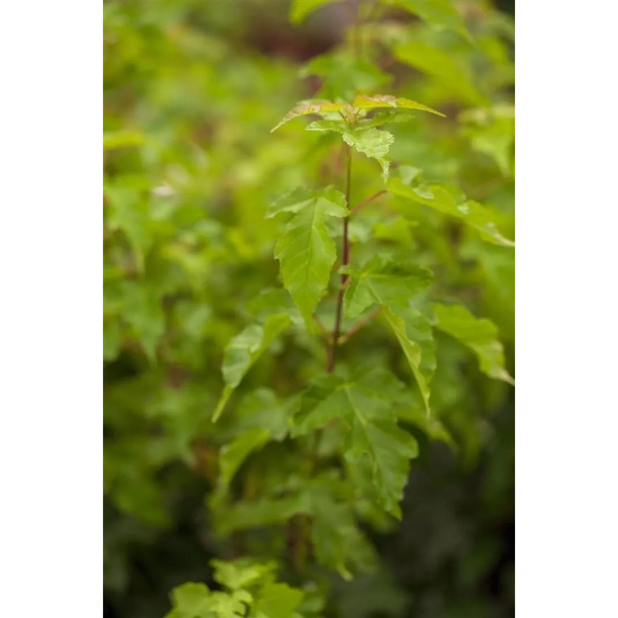 Acer Ginnala Feuer-Ahorn als Zierbaum mit leuchtend rotem Laub, Höhe: 60–100 cm - Bild 2