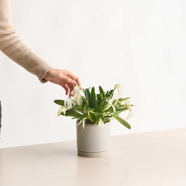 Masdevallia tovarensis Orchidee von BLUME2000 in Weiß und Grün für deine Zimmerpflanzen-Sammlung - Bild 1