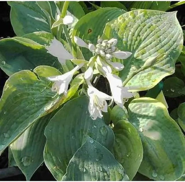 Grünblattfunkie Wide Brim Hosta sieboldiana Solitärpflanze in Grün und Weiß von Nr-01.de - Bild 1