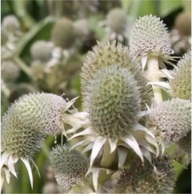 Eryngium agavifolium Agaven Edeldistel von Nr-01.de, grüne mehrjährige Gartenpflanze im Topf - Bild 1