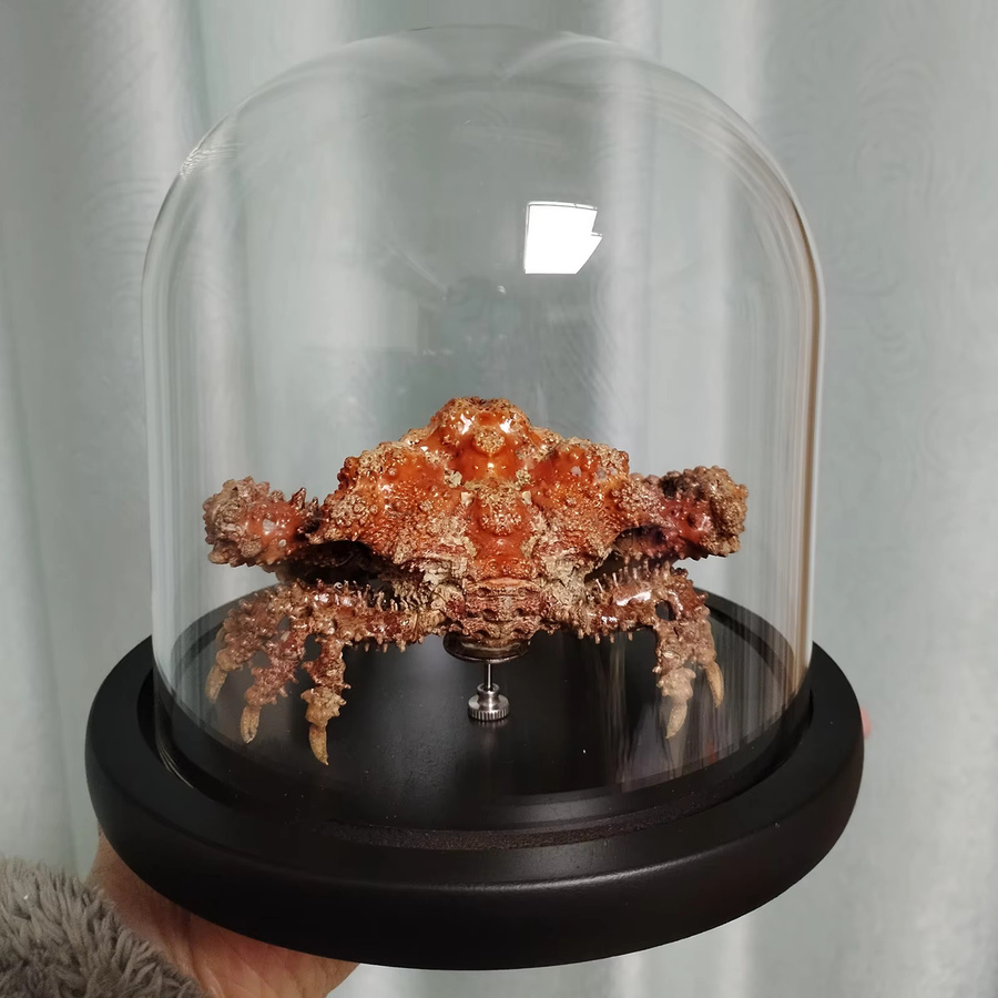 ORIGIFTS Daldorfia Horrida Echte Krabbe als Taxidermie-Präparat in einer Glasvitrine, Multicolor - Bild 3