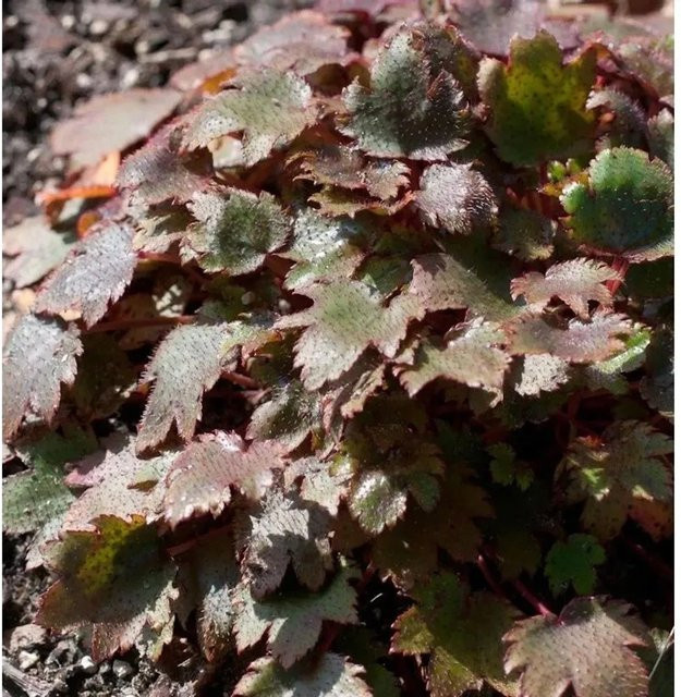 Steinbrech Black Ruby Saxifraga fortunei Gartenstaude in Schwarz - Bild 1