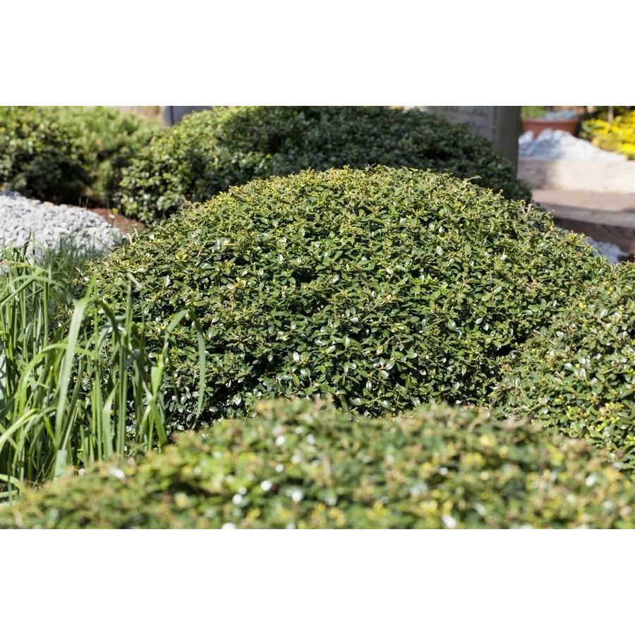 Ilex Crenata Green Lustre Japanische Stechpalme als kugelförmiger Strauch in Grün, Höhe: 105 cm - Bild 2