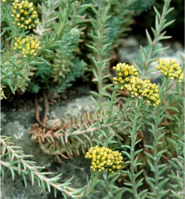 Sedum reflexum Felsen Fetthenne Elegans gelbe Staude für den Garten - Bild 1
