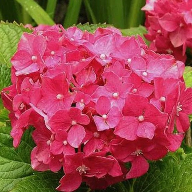 Arborix Hortensie Deutschland Hydrangea macrophylla mit kugelförmigen Blüten in Pink und Rot, Container-Pflanze, Höhe: 30 cm - Bild 1