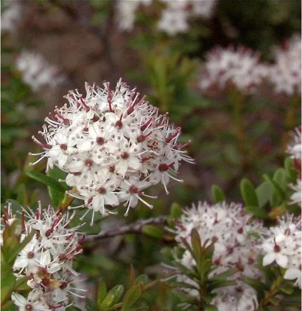 Sandmyrte Leiophyllum buxifolium als Strauch, Topfgröße 20-25 cm - Bild 1